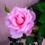 Jessica C Esquivel's profile image