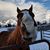 Julie Miller Sandretto's profile image