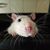 Sandy Hope-Briner's profile image