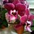 Deborah Fox's profile image