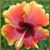 Lola Anne's profile image
