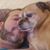 Chad Brofermaker's profile image
