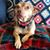 Chevala Sands's profile image