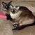 Karen Foss Nixon's profile image