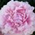 Connie Spohn's profile image