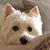Deborah Merlino Murphy's profile image