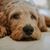 Amanda Millington-Waggoner's profile image