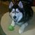 Kim Pearsall's profile image
