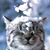 Michelle Ayers's profile image
