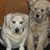 Sue Johnson Sandy's profile image