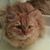 Valerie Flashenberg Weinberg's profile image