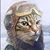 Maurice Tierney's profile image