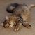 Debbie Crozier Walthall's profile image