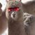 Cindy Balzomo's profile image