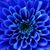 Rose Marie's profile image