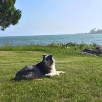 Amanda Hedman's profile image