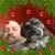 Robert Green's profile image