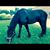 Oscar Evaristo's profile image