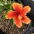 Sharon Soto Rozewski's profile image