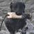 Jim Pedulla's profile image