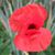 Heather Goderis's profile image