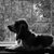 Dawn Mertens Wass's profile image