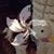Rox Ane's profile image