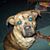 Gina Britton Glass's profile image