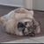 Lee Ann Lawrence's profile image