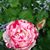 Tena Heath's profile image