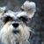 Sherre Robbins's profile image