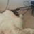 Bree L Sproat's profile image