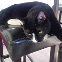 Patricia Morana Johnson's profile image