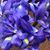 Alexandra M. Leicht's profile image