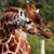 Sandy Goforth's profile image