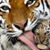 BB Tiger's profile image