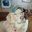 Nikki Brousseau's profile image