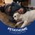 Cynthia Thornton's profile image