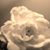 Lolmi Shaheda Chowdhury's profile image