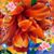 Barbara Curtiss Pennell's profile image