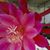 Susan Loree-Getyina's profile image
