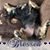 Robin Dare Jansen-Shields's profile image