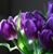 Jacalyn Pierucci's profile image
