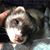 Emily Ifversen's profile image