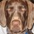 Sheridan Celeste Fiori Hynes's profile image