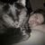 Brian Lee McIntyre Lehman's profile image