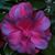 Cindy Gilmore's profile image