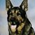 Mona Marks Dadisman's profile image