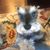 Stephanie Wade LaPointe's profile image