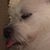 Toni Thompson's profile image